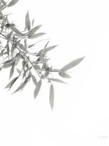 墨染浅浅显竹韵,纸素空灵留白品.