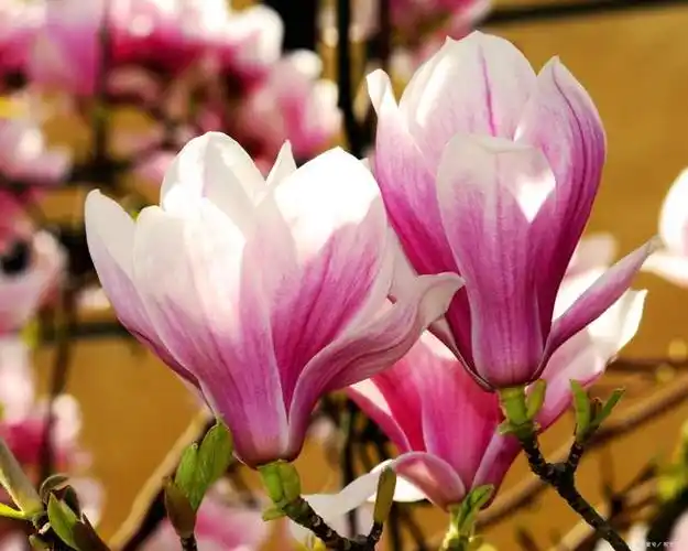 玉兰花:优雅高贵的花卉之王