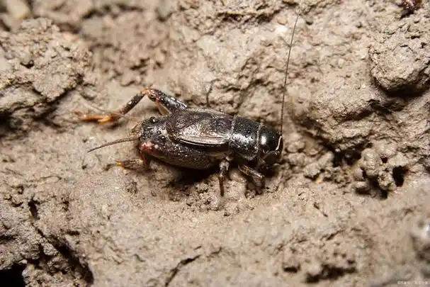 卫生间灶马蟋哪来的