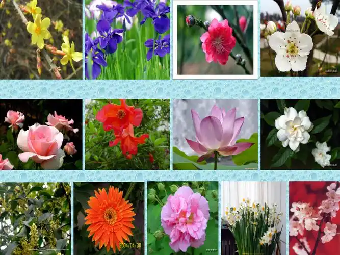 十二月花歌课件语文a版小学语文一年级下册课件