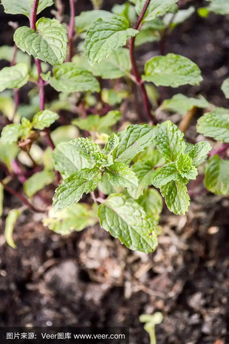 薄荷树