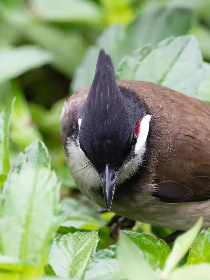 只是它这个头发浓密又乌黑(),很难看清楚.