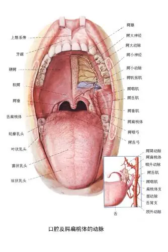 如图,颚咽肌那里,就是小舌头的两侧,各有一个向上通的小孔,是通向哪里