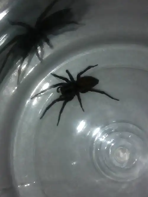 这是一只什么蜘蛛?