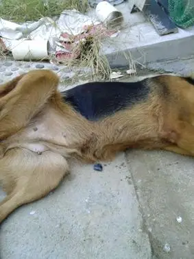 帮我看看狗是否怀孕(已确定是假孕)