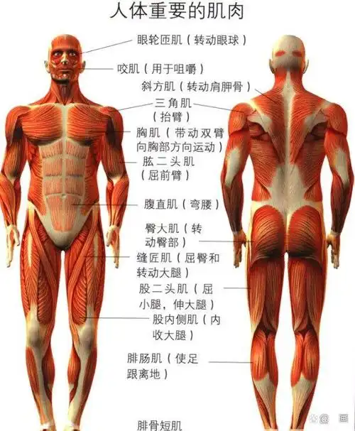 人物速写——人体结构解剖