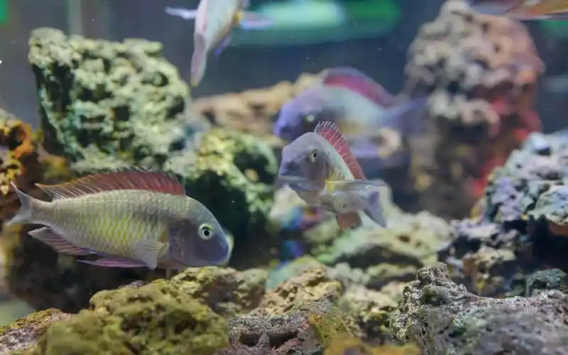 三湖慈鲷红彩虹蝴蝶4ktropheusspkasanga