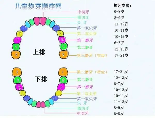 小孩子换牙顺序图(小孩子什么时候开始换牙)  第2张