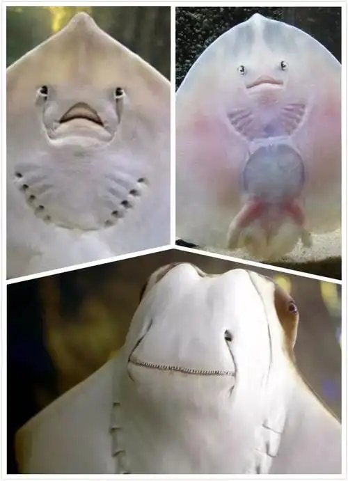 被海豹拦住一口咬嘴,魔鬼鱼哭丧脸逃出水面:来人救命啊