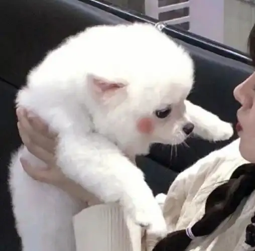 情头之对象不是人系列