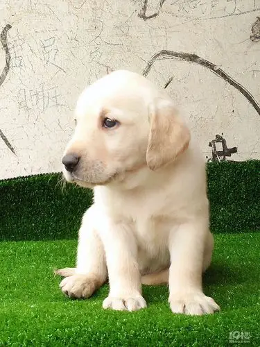 精品神犬小七,拉布拉多一窝,包纯种包健康