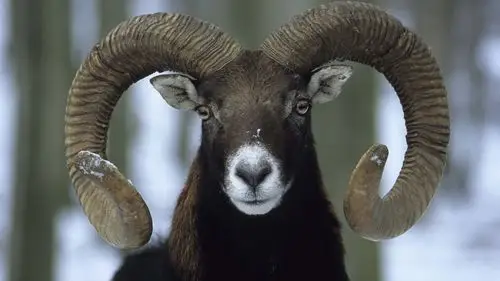 壁纸 羊,弯角 5120x2880 uhd 5k 高清壁纸, 图片, 照片