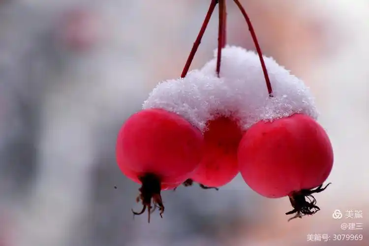 雪中的海棠,它红的依然是那样的娇媚,那样的纯情!