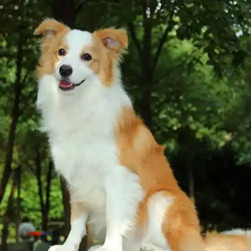 聪明的狗世界上公认最聪明的7种狗狗