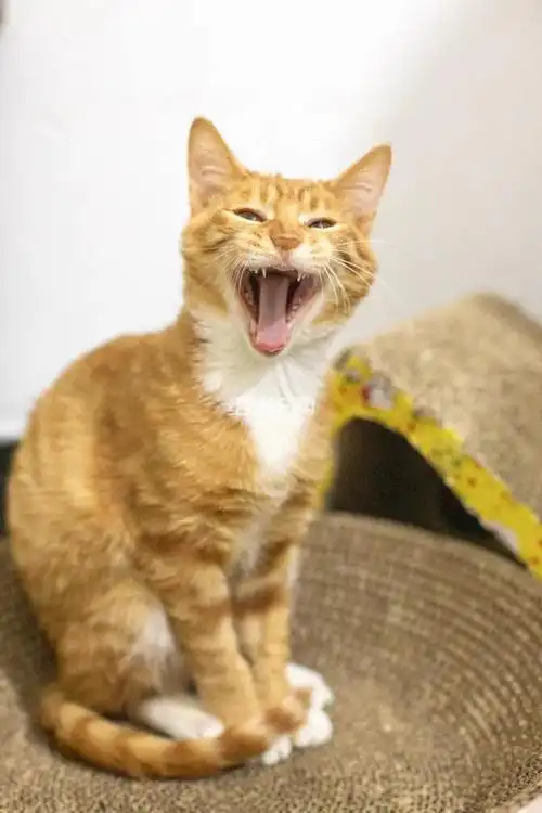 中华田园猫 橘猫