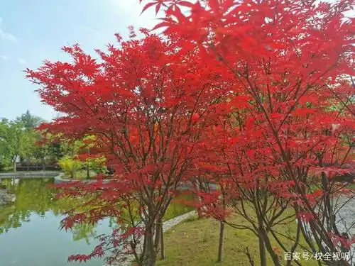 漂亮植物,风景,走道