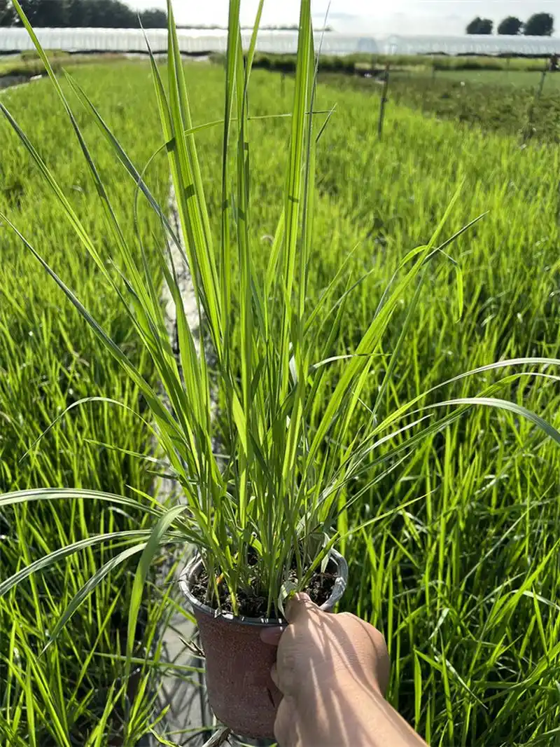 观赏草系列-白茅草 多年生草本的它有着长而粗壮的根状茎,秆直立通常