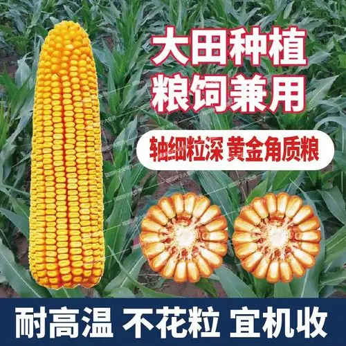 国审高产新品种玉米种子矮杆大棒细轴苞米南北方家庭园艺种子