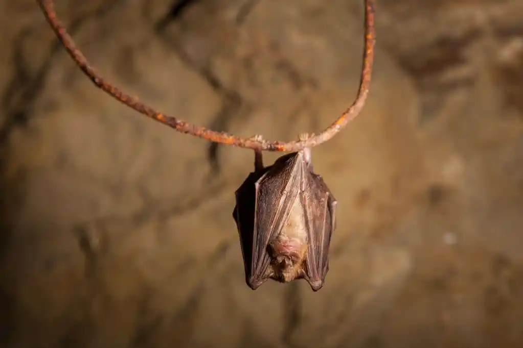 洞穴蝙蝠睡觉,洞穴蝙蝠睡觉