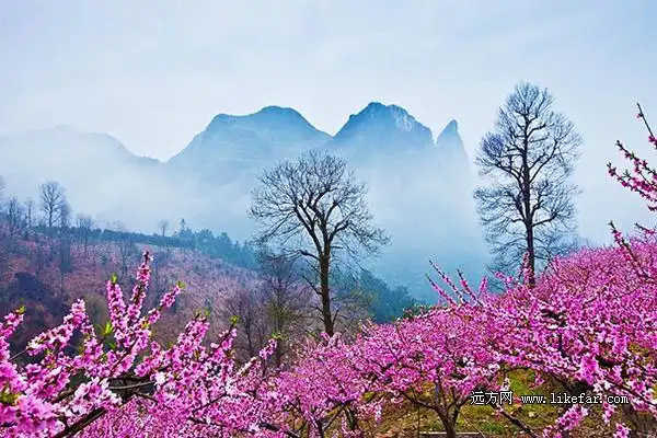 春游犯桃花 广西桂林春季赏花行摄共攻略