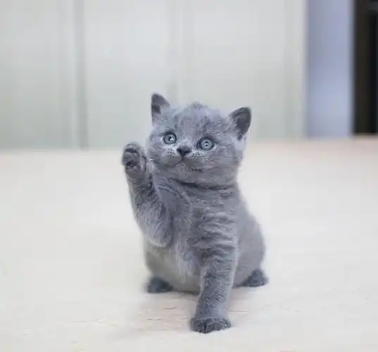 英短猫同样品相比较,纯蓝贵还是蓝乳贵?