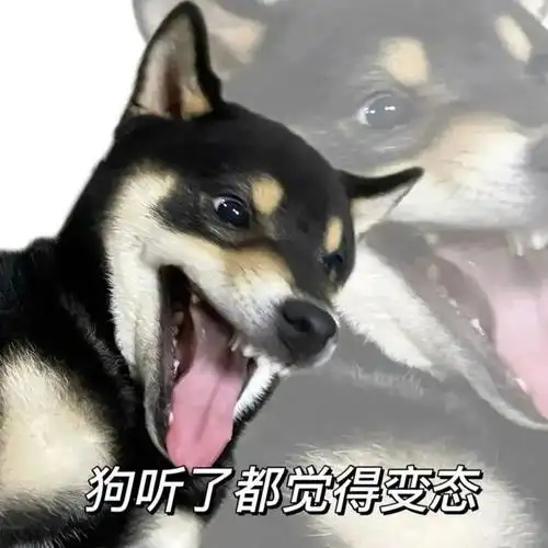 斗图精选表情包:这话你跟狗说 拿图请顺便吱一声 很难有动力发图了