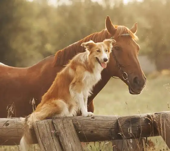 狗与马