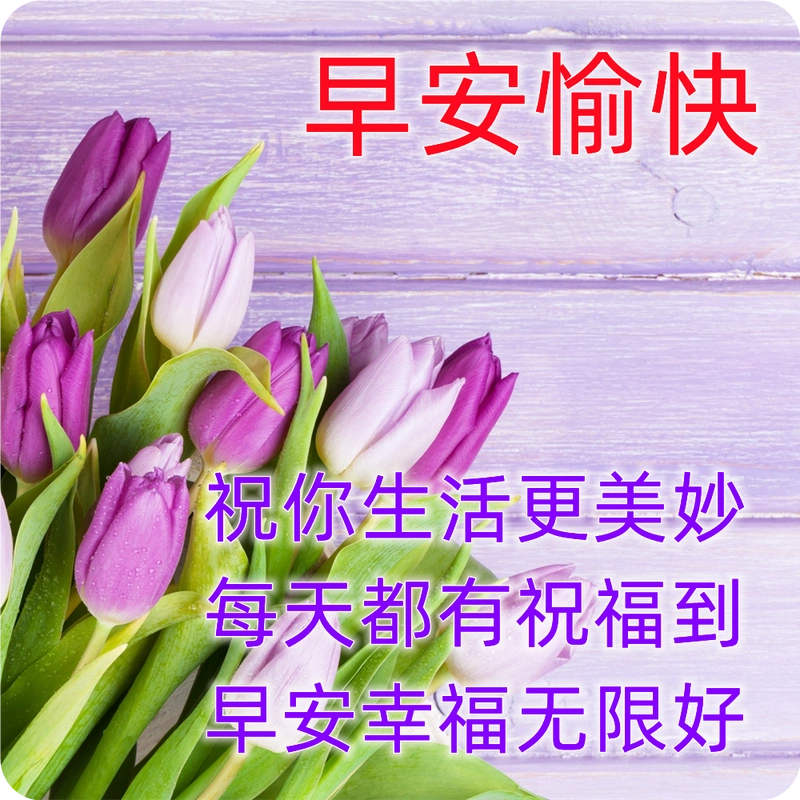 4月3日非常漂亮的早晨好鲜花图片 朋友圈最温馨的早安问候语