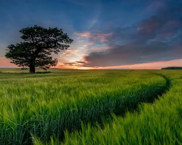 孤独的树,绿色的麦田,日落 640x1136 iphone 5/5s/5c/se 壁纸,图片