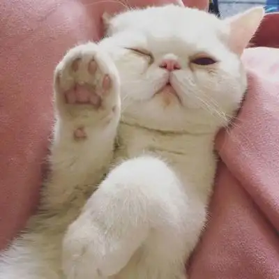 可爱软萌的猫咪头像大全 最萌不过歪头杀_微信头像_我要个性网