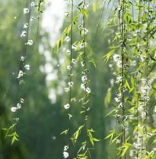 柳絮纷飞情意绵绵恋你梦中爱在朝暮