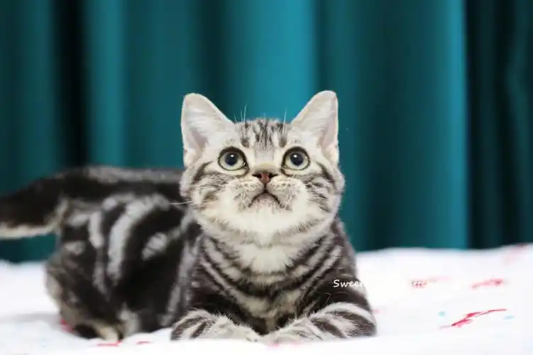 美短银虎斑弟弟繁育级已定枣庄