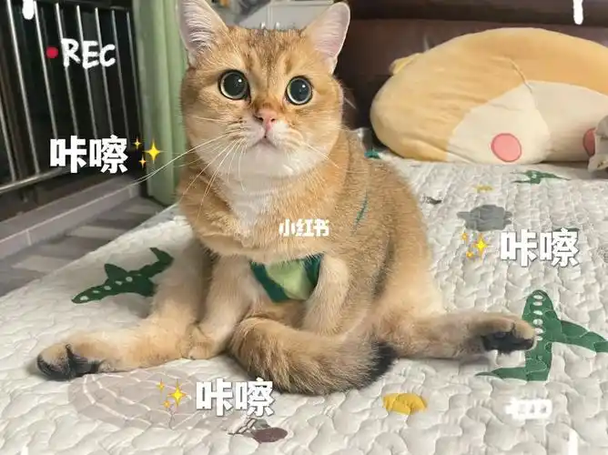 再给姨姨们来一点表情包!