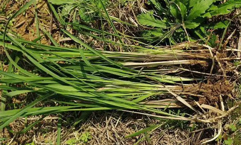 农村植物,丝茅根,是80年代农村孩子的零食,当今珍贵请保护