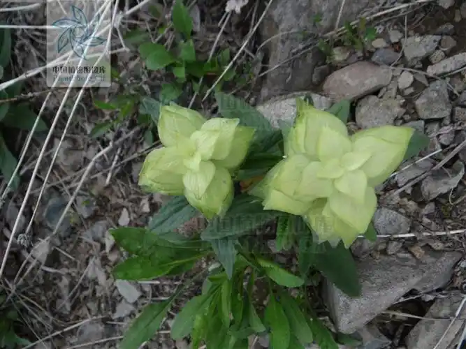 ajuga lupulina 白苞筋骨草