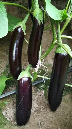 丰亿农业技术有限责任公司茄子品种展示