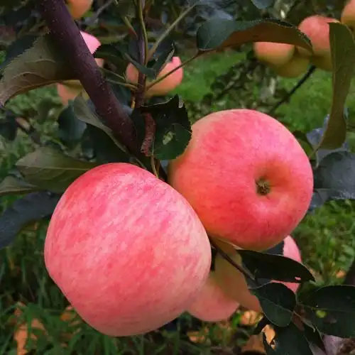 烟台苹果水果新鲜栖霞红富士山东特产大苹果吃的5斤包邮
