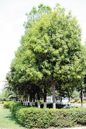 云南樱花垂丝海棠美美哒 昆明行道树为什么不大量种植它们