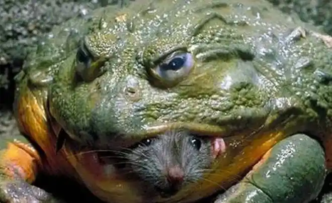 白面粗尾猿你见过长得最奇葩最奇怪的动物是什么呢?