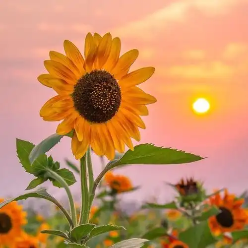 越努力,越幸运.