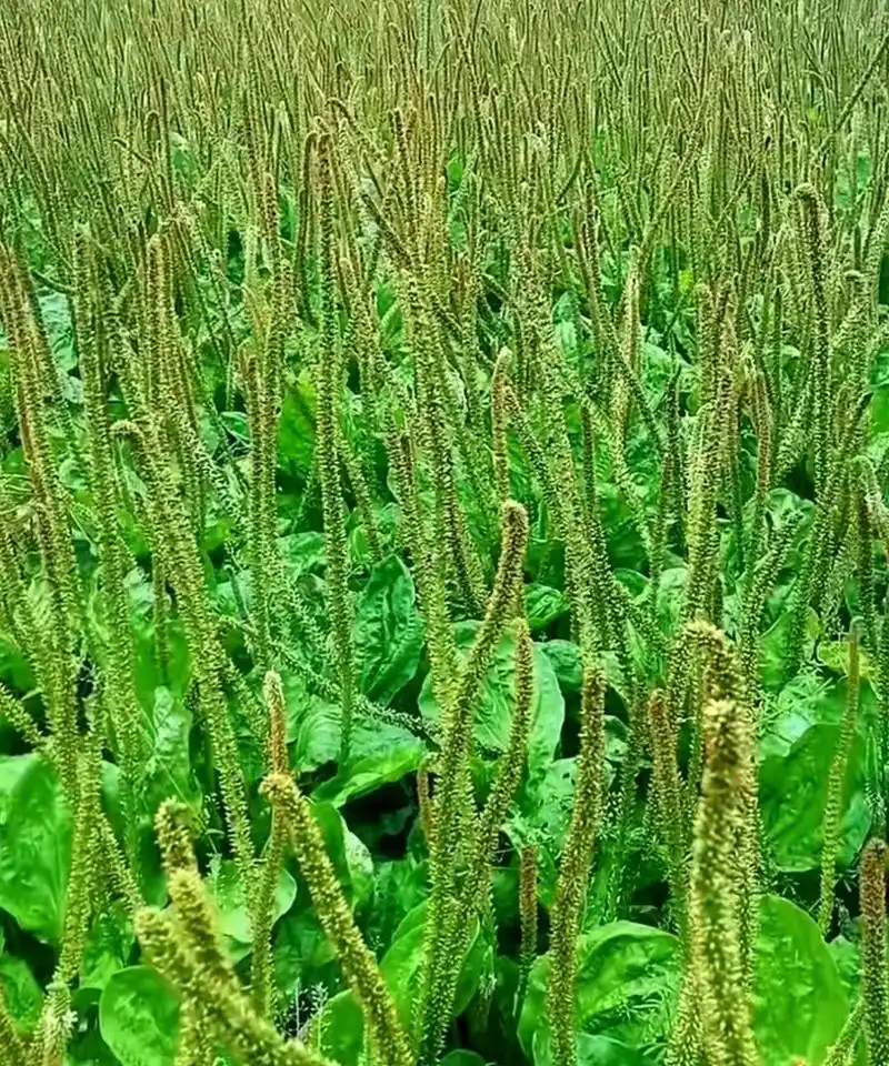 大伯家种的车前草真是长得很大!