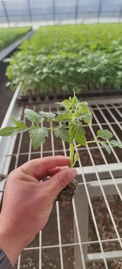 圣女果苗 小柿子苗