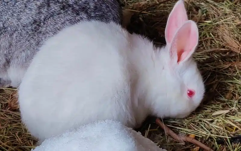 【小兔子】胖成球的兔兔