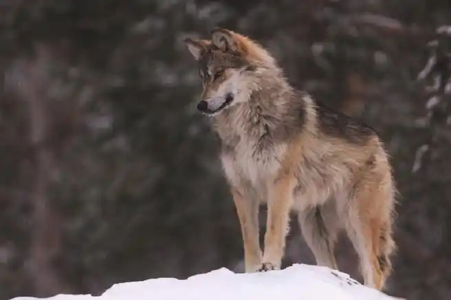 一组帅气小狼写真~#狼##犬科动物#——所属:美国科罗拉多州狼与野生