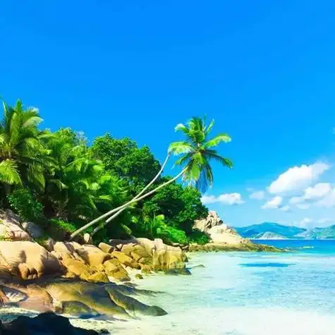 海岛椰林碧海蓝天头像