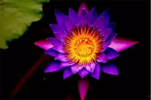 12世界上最稀有的花,这12种花濒临灭绝十分少见