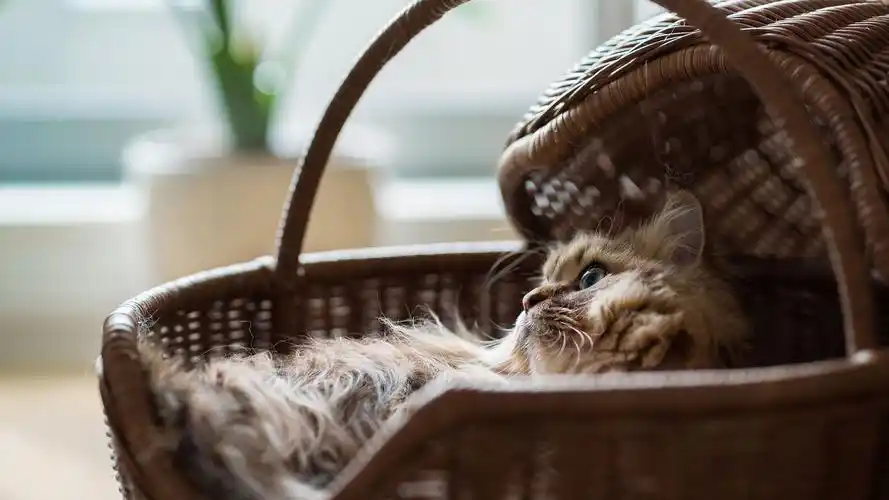 治愈系喵星人可爱呆萌高清桌面壁纸