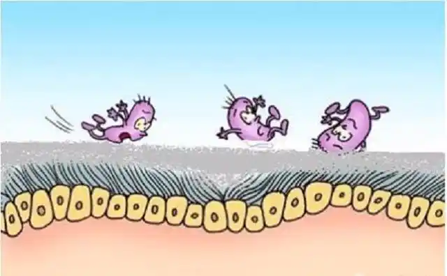 简述动物体的3道免疫防线与7大防御屏障