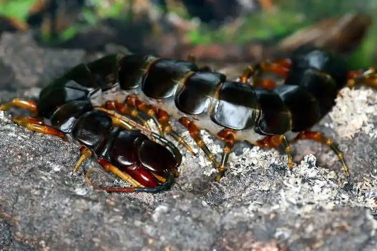 世界最可怕的十种蜈蚣体长近半米实在太吓人