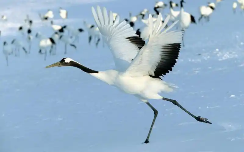 优雅纯洁的鸟类动物仙鹤图片大全分享